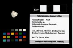 Foto (Objekt + Etikett) von Goniodromites sp.  (NHMW-GEO-1990-0041-3332)
